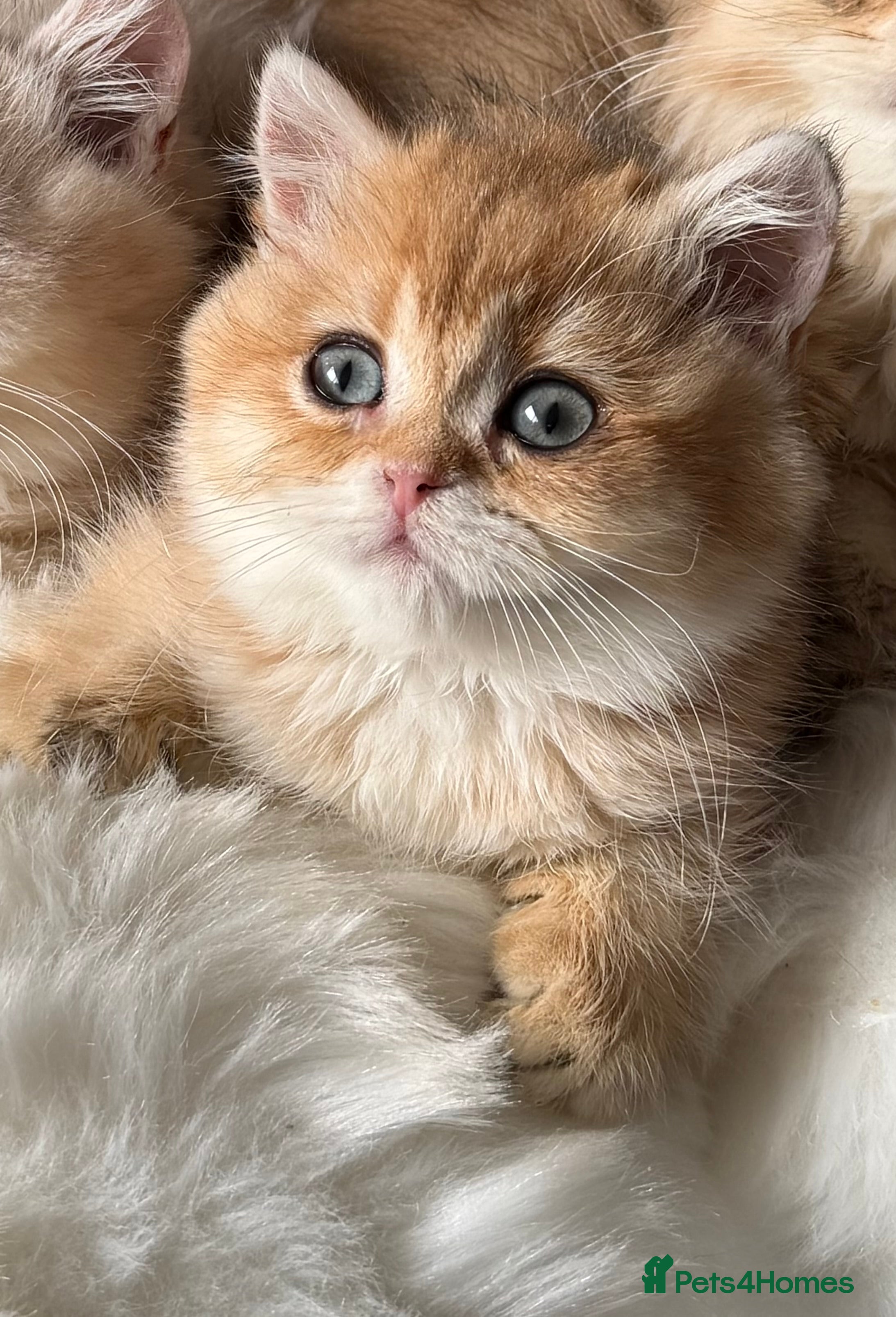 British Shorthair cats for sale: British Shorthair Ann Longhair Godlen Kittens  - Advert 2