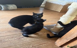 Mixed Breed cats for sale: 2 female British short hair cross  - Advert 1