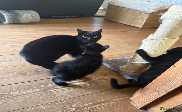 Mixed Breed cats 2 female British short hair cross  - Advert 1