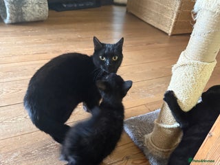 Mixed Breed cats for sale: 2 female British short hair cross - Advert 1