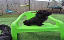 Cockapoo dogs for sale: F1 type cockepoos  - Image 9