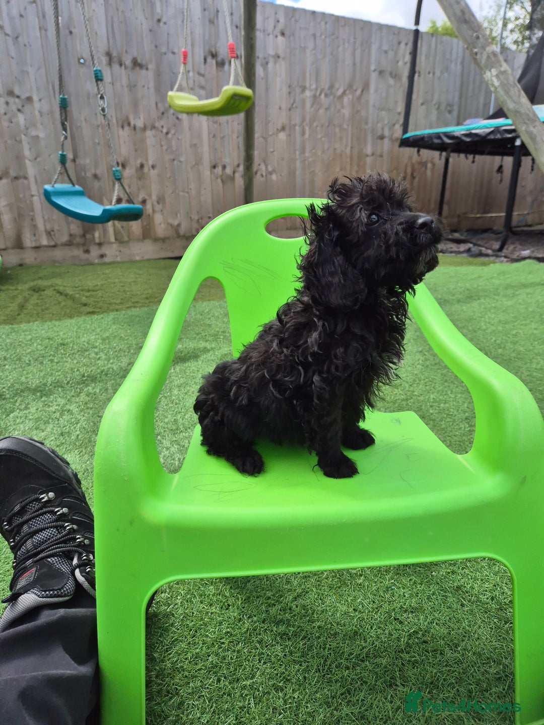 Cockapoo dogs for sale: F1 type cockepoos  - Image 9