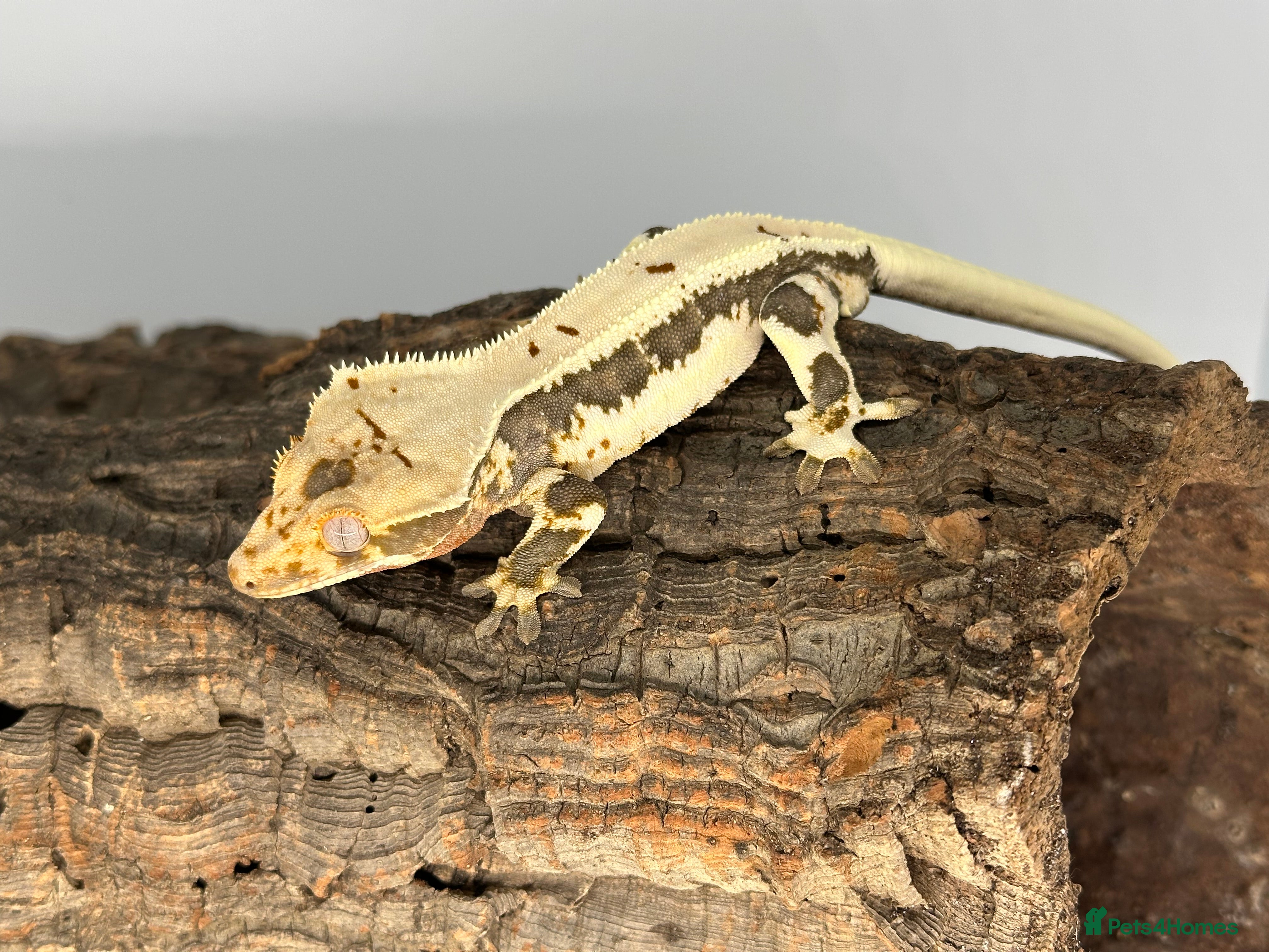 Gecko reptiles Adult Lilly white crested geckos cb24  - Advert 4