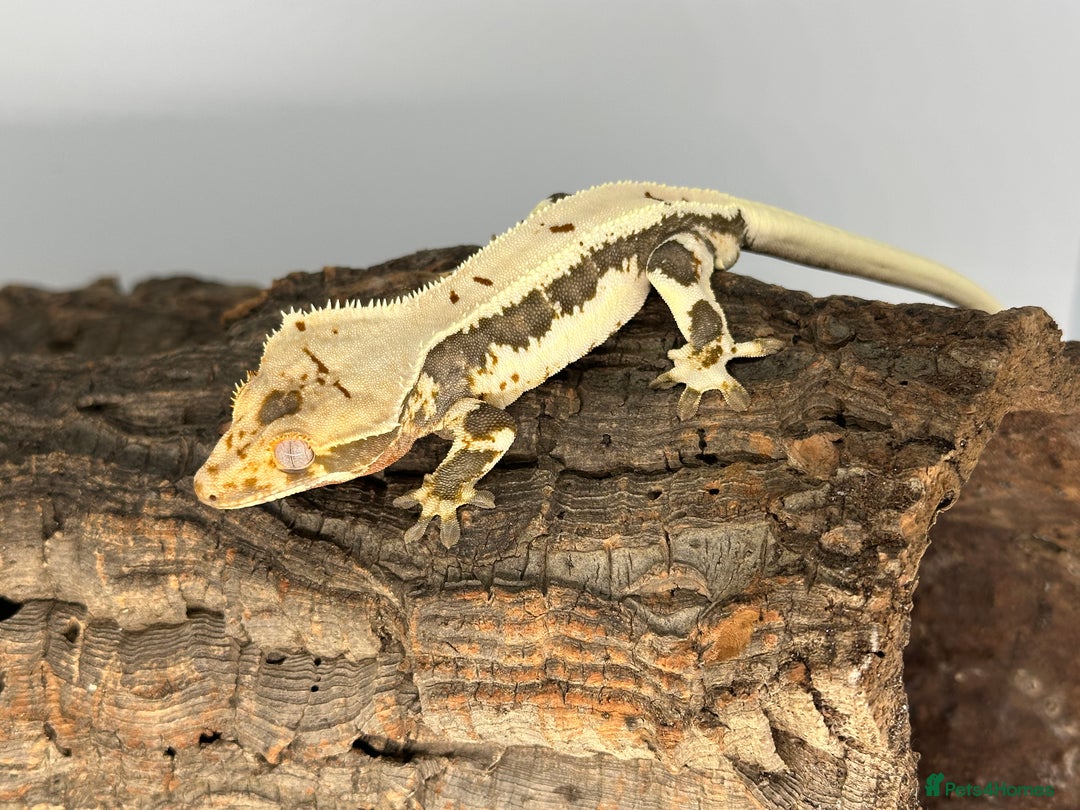 Gecko reptiles for sale: Adult Lilly white crested geckos cb24  - Advert 1