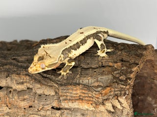 Gecko reptiles Adult Lilly white crested geckos cb24 - Advert 11
