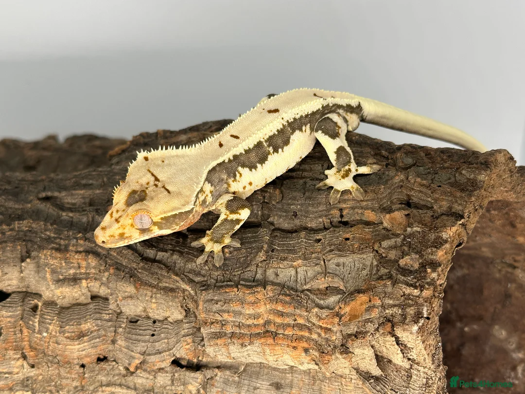 Gecko reptiles for sale: Adult male Lilly white crested gecko cb24 - Advert 1