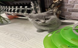 British Shorthair cats for sale: BEAUTIFUL BABY BLUE KITTENS  - Image 12