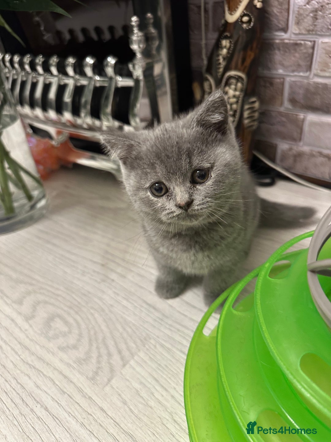 British Shorthair cats for sale: BEAUTIFUL BABY BLUE KITTENS  - Image 12