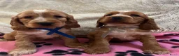 Cocker Spaniel dogs for sale: Stunning show type cocker spaniel puppies  - Advert 12