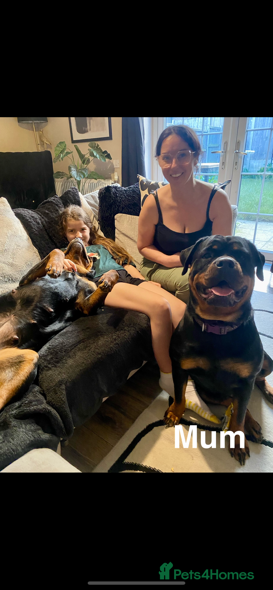 Rottweiler dogs for sale: 🏆(Kc)Champion bloodline Rottweiler puppies. - Image 8
