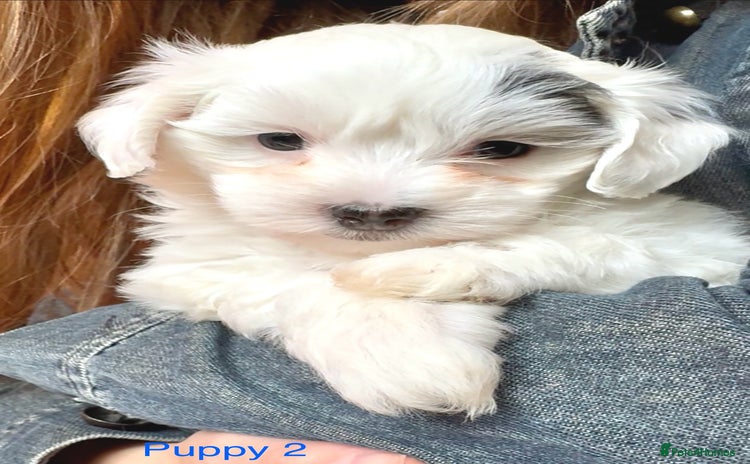 Maltipoo dogs - Advert 1