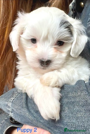 Maltipoo dogs - Advert 1