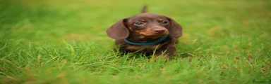 Miniature Dachshund 2