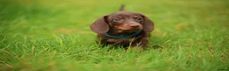 Miniature Dachshund dogs for sale: Miniature dachshund  - Advert 5