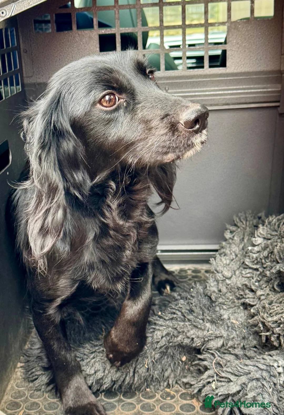 Cocker Spaniel dogs for sale: Working Cocker Bitch  in Wisbech - Advert 5