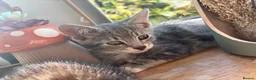Mixed Breed cats for sale: Adorable kittens for sale  - Advert 5
