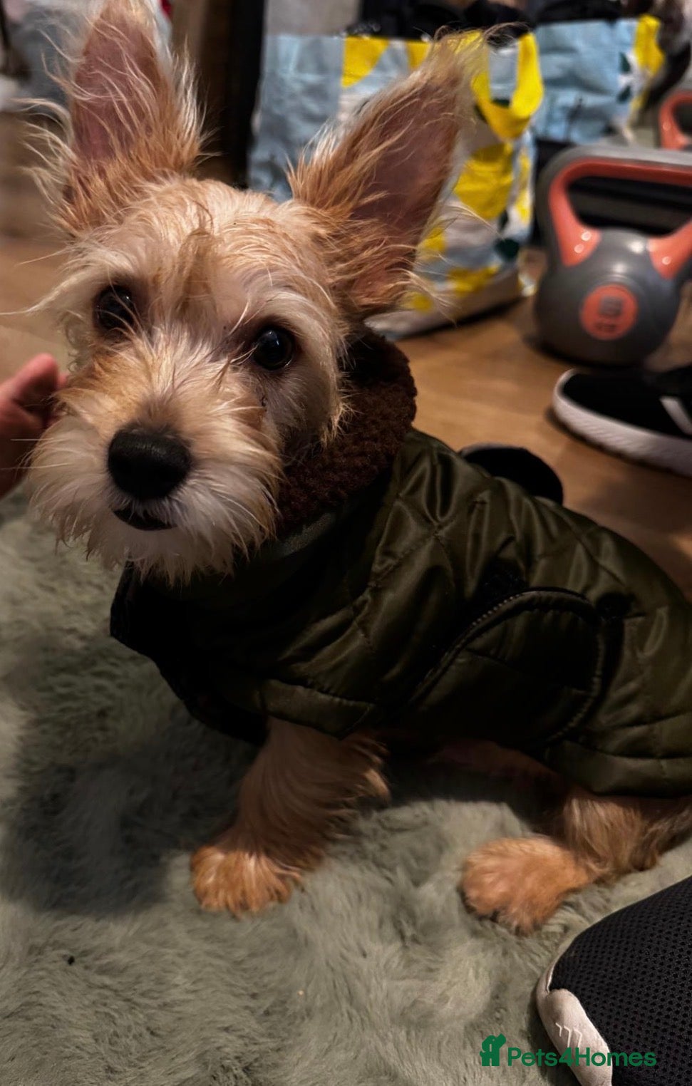 Chorkie dogs 10 month old chorkie ( Tofi) - Advert 1