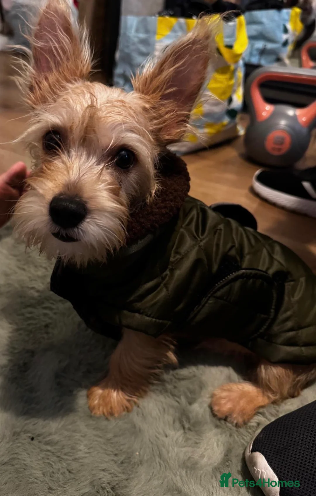 Chorkie dogs for sale: 10 month old chorkie ( Tofi) in Basingstoke - Advert 1