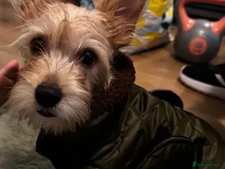 Chorkie dogs 10 month old chorkie ( Tofi) - Advert 9