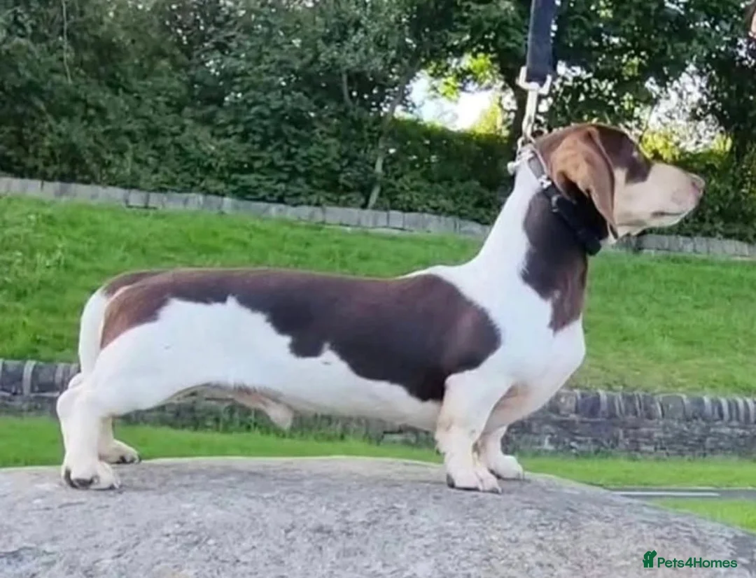 Miniature Dachshund dogs for sale: *WAITLIST OPEN* KC Miniature Dachshunds - Advert 5