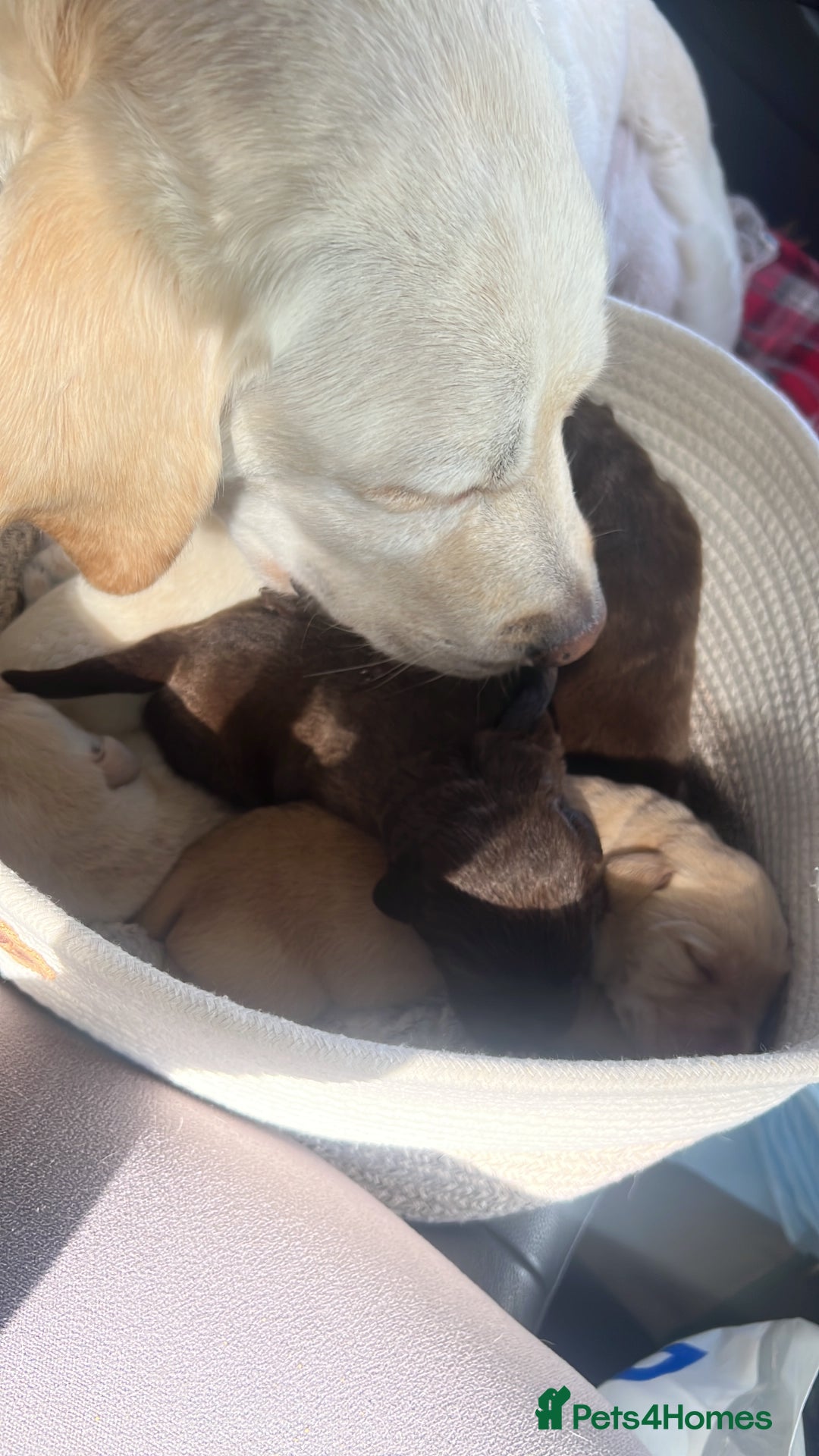 Labrador Retriever dogs for sale: Labrador Retriever puppies - Image 7