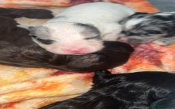Cockapoo dogs for sale: 🌈 Outstanding rainbow cockapoo puppies 🐶 - Image 7