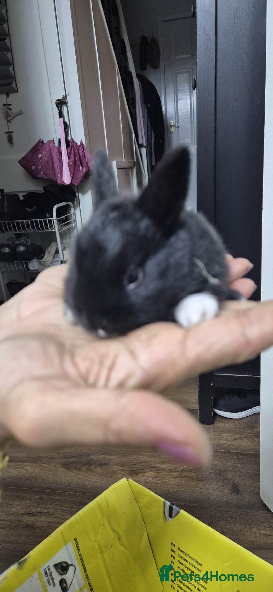 Rex rabbits for sale: They are 5 weeks old so nice baby - Advert 11