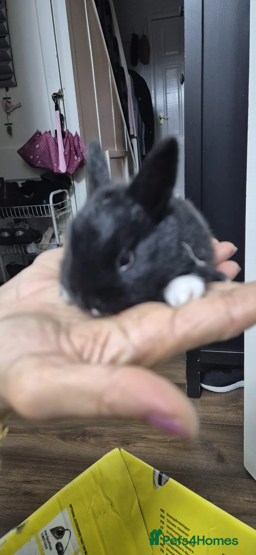 Rex rabbits for sale: They are 5 weeks old so nice baby - Advert 11