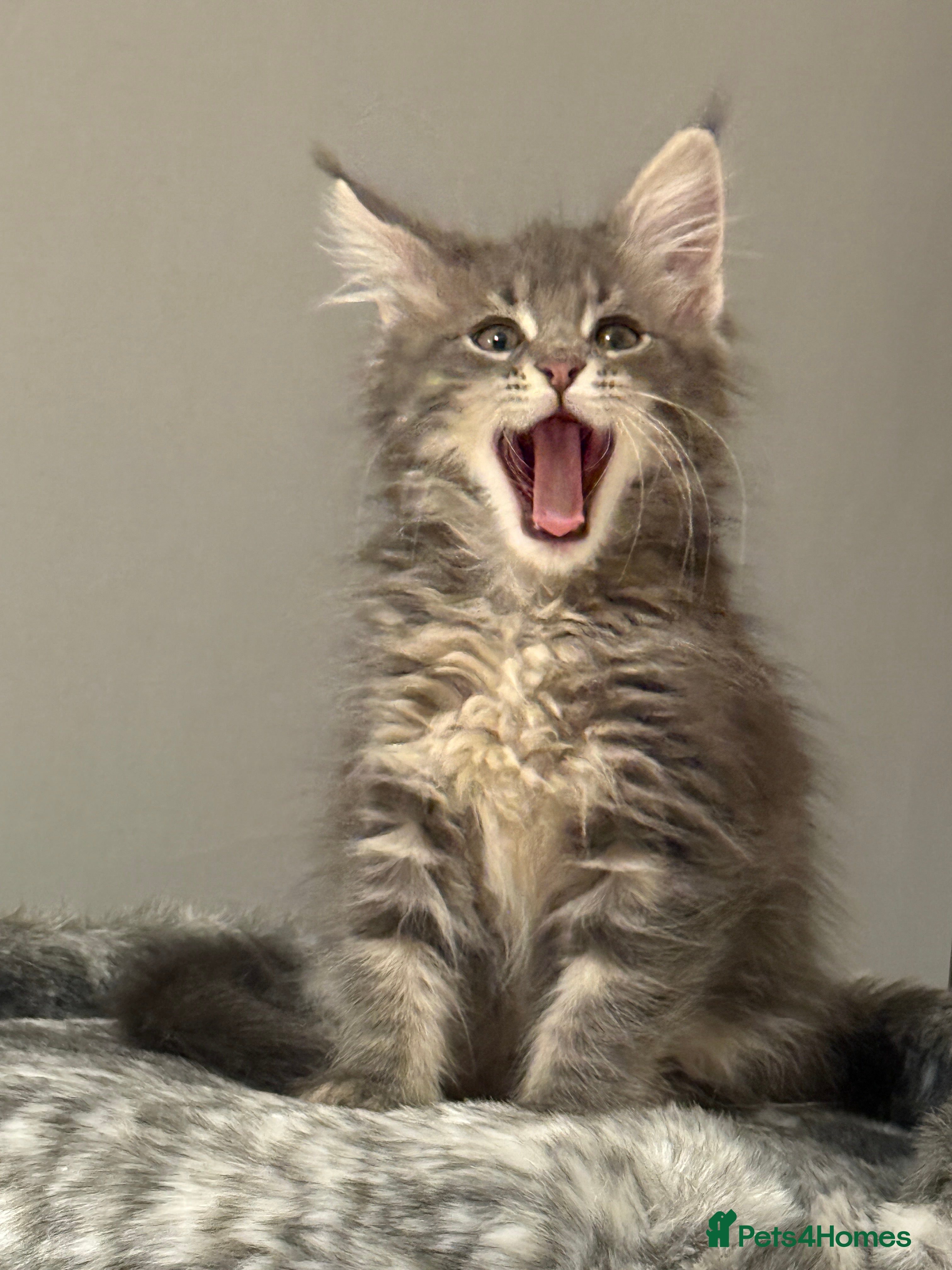 Maine Coon cats 3-month-old pure Maine Coon Girl ready to go - Advert 3