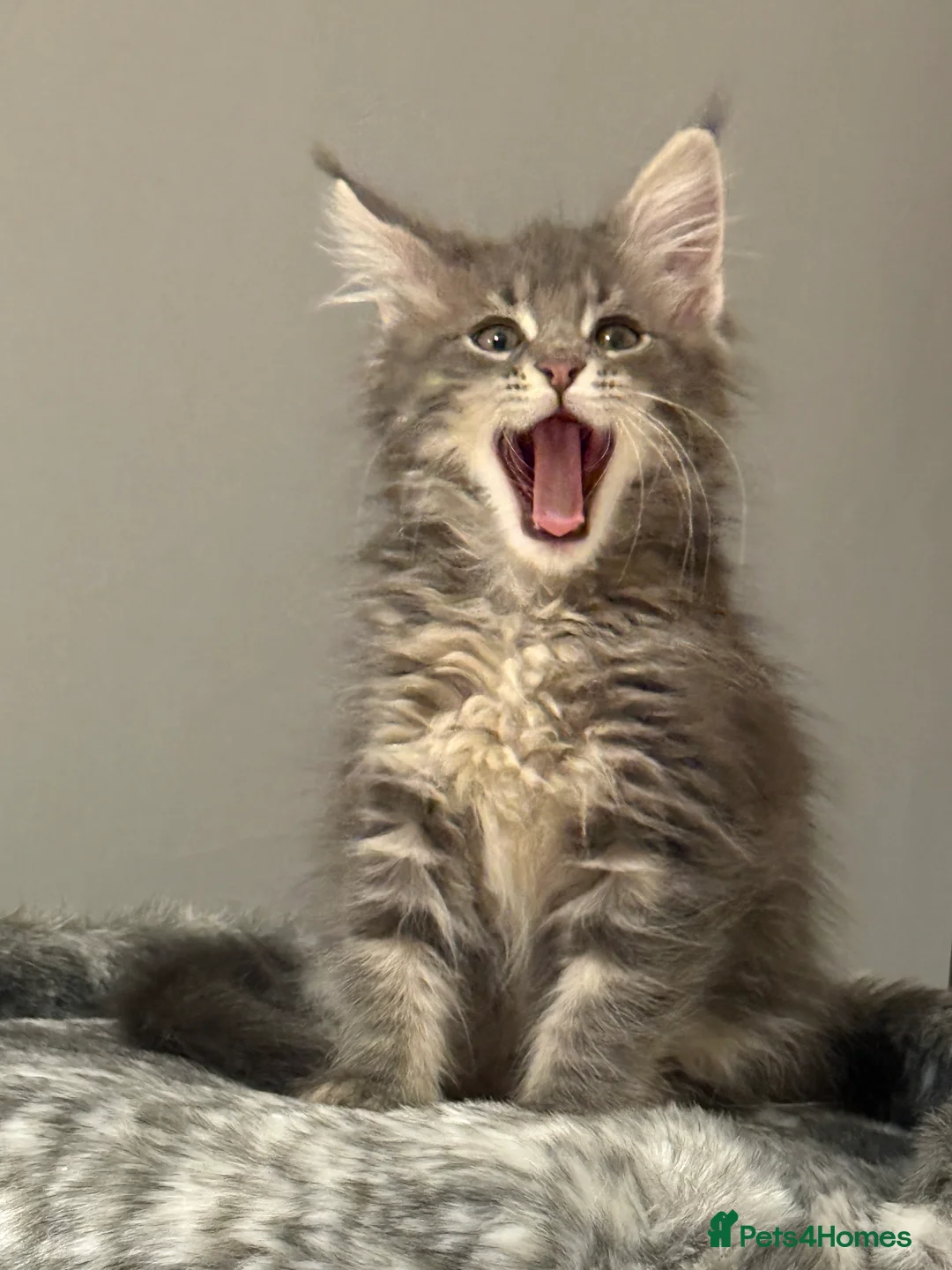 Maine Coon cats for sale: 3-month-old pure Maine Coon Girl ready to go - Advert 9