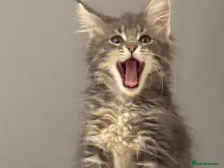 Maine Coon cats 3-month-old pure Maine Coon Girl ready to go - Advert 3