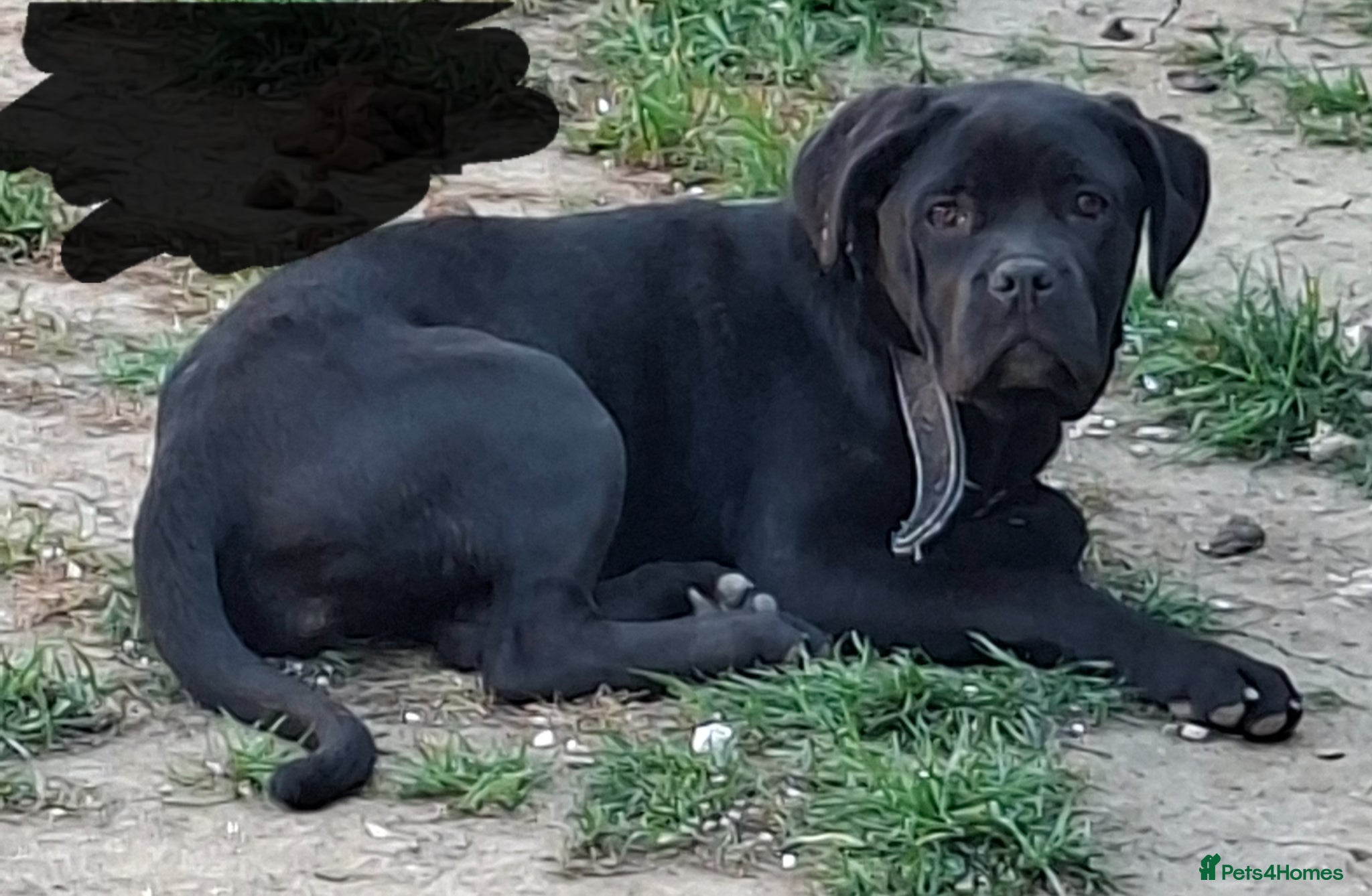 Mixed Breed dogs Loving Female cane corso  - Advert 1