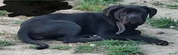 Mixed Breed dogs for sale: Loving Female cane corso  - Advert 1