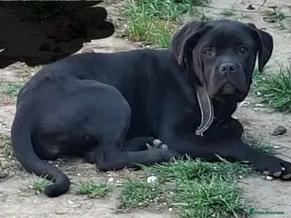 Mixed Breed dogs Loving Female cane corso - Advert 1