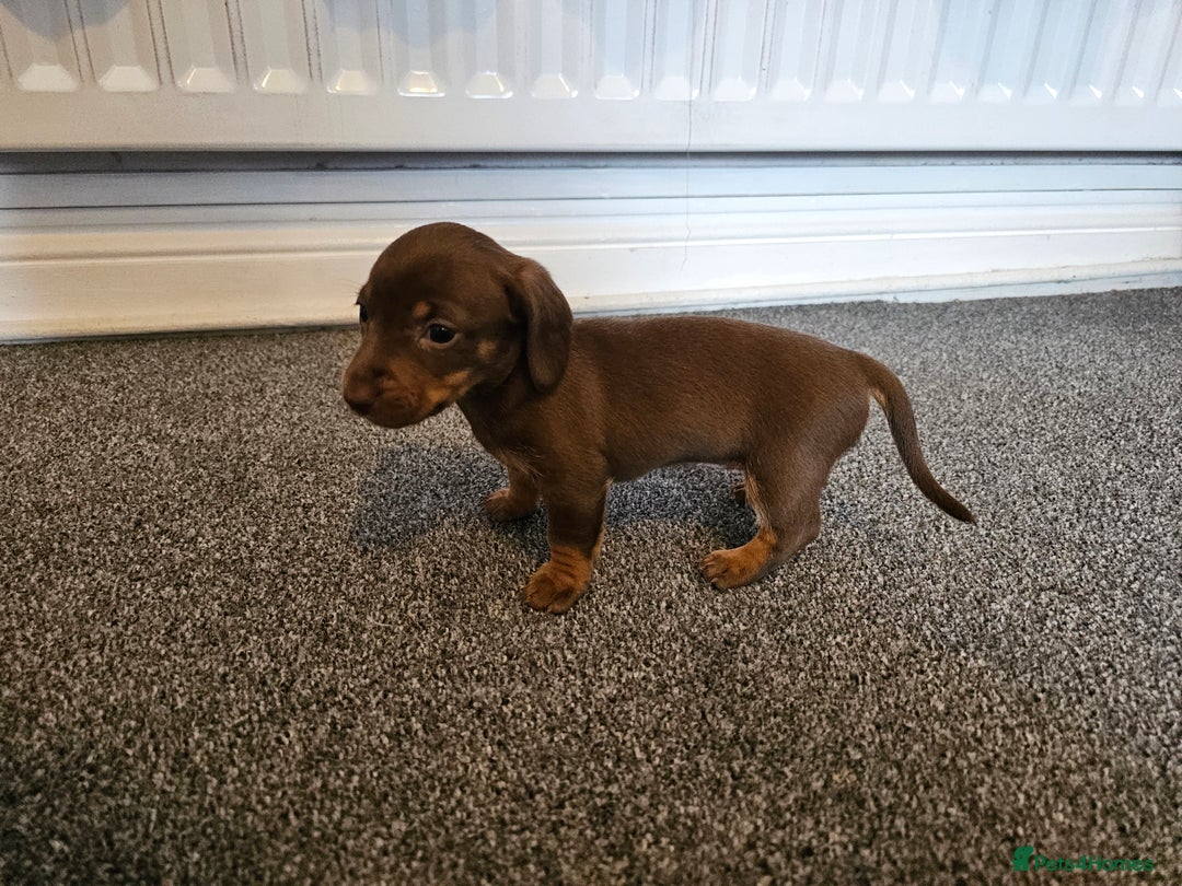 Dachshund dogs for sale: Stunning litter off pup  - Image 4