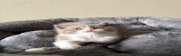 British Shorthair cats for sale: British Shorthair Kittens for Sale - Advert 11