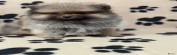Pomeranian dogs for sale: Super litter of 4 Beautiful Pomeranian Girls  in Ammanford - Advert 13