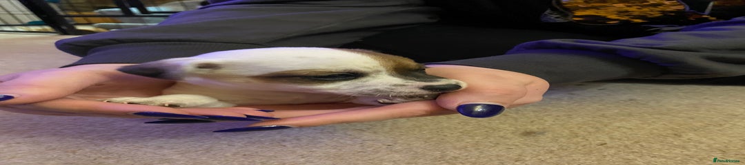 Jack Russell Puppy 1