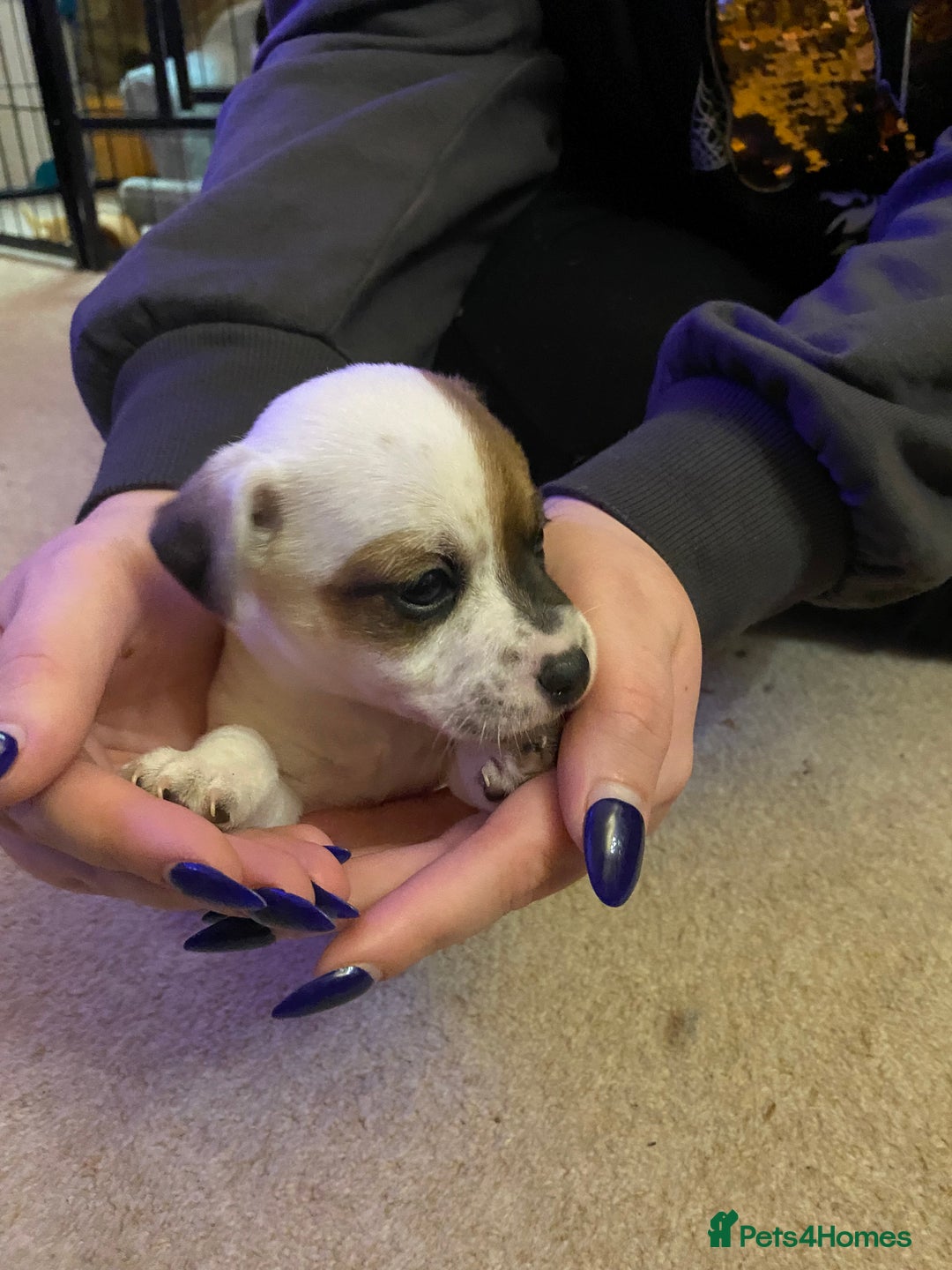 Jack Russell dogs for sale: Small Jack Russell pups  - Image 1