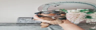 Yorkshire Terrier 3