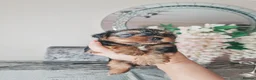 Yorkshire Terrier dogs for sale: Mini Yorkshire terrier puppies  in Nottingham - Advert 3