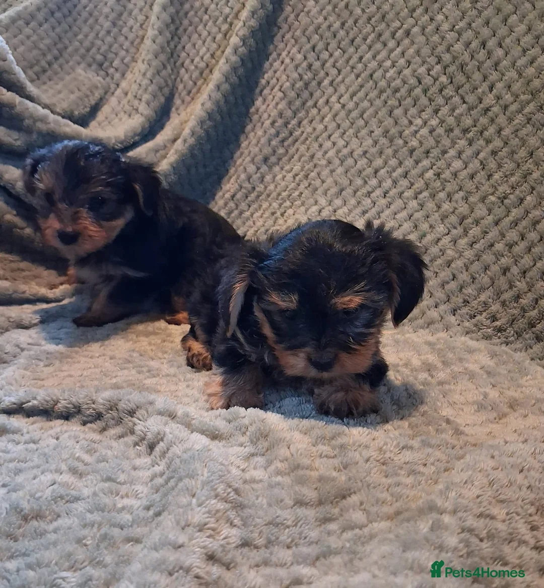 Yorkshire Terrier dogs for sale: Yorkshire terrier puppies  in Coventry - Advert 6