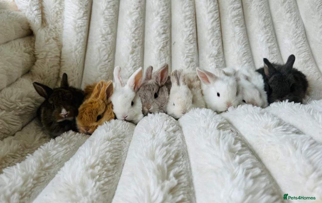 Mixed Breed rabbits for sale: Very Friendly Well Handled Bunnies - Advert 2
