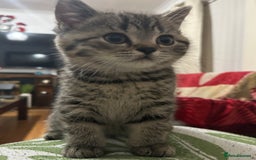 British Shorthair cats for sale: Adorable BSH kittens - Image 6