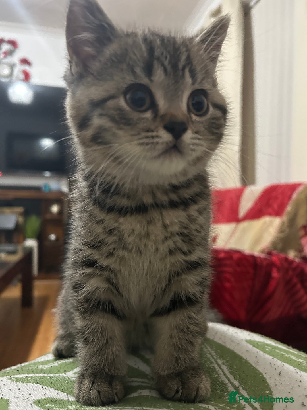 British Shorthair cats for sale: Adorable BSH kittens - Image 6
