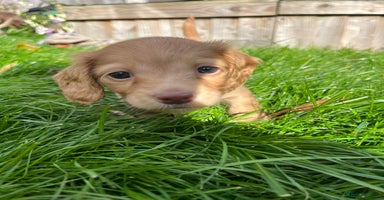 Miniature Dachshund dogs - Advert 16