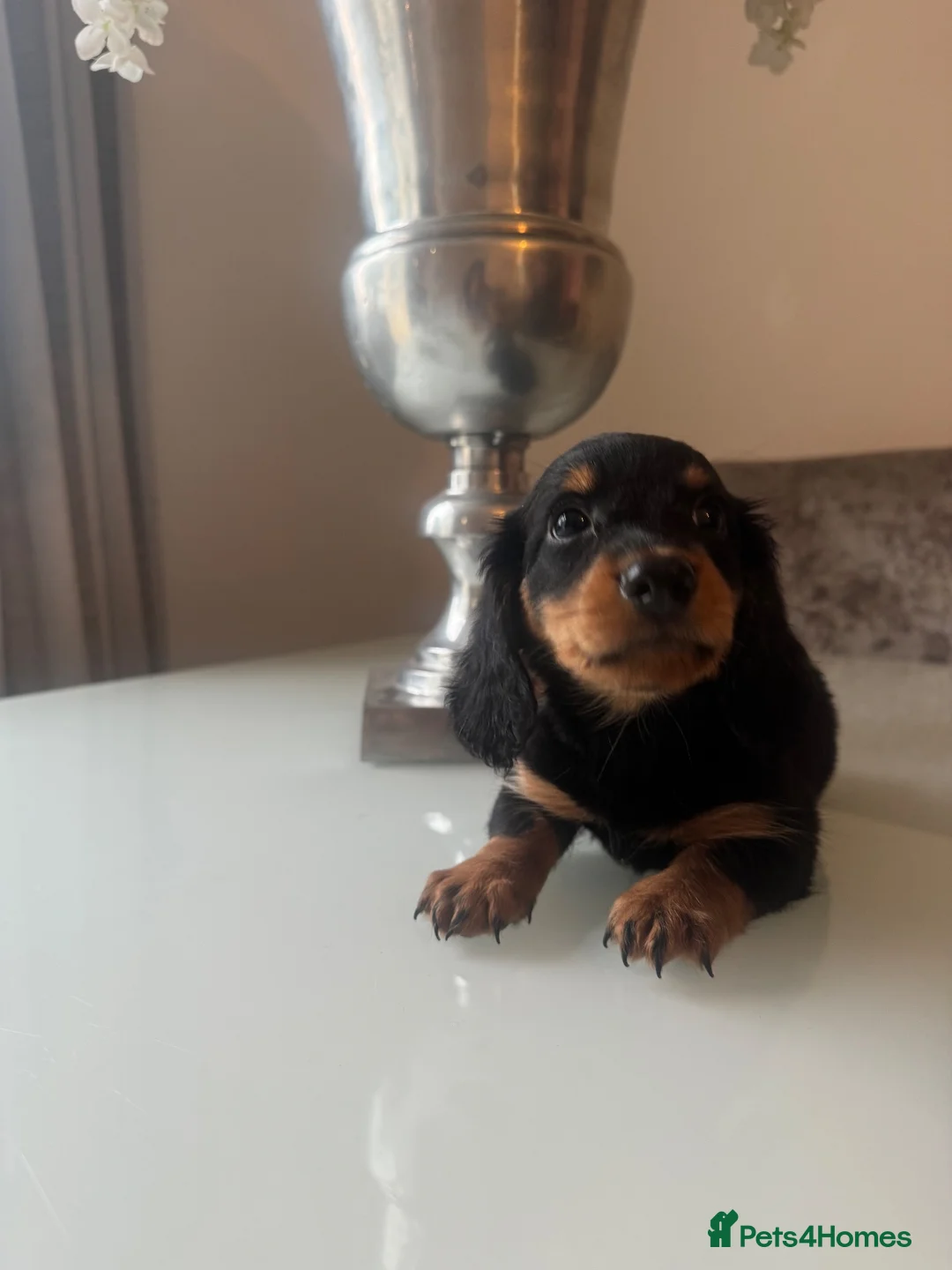 Dachshund dogs for sale: Sweet pink carrier  - Advert 3
