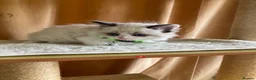 Ragdoll cats for sale: Beautiful full ragdoll kittens  - Advert 10