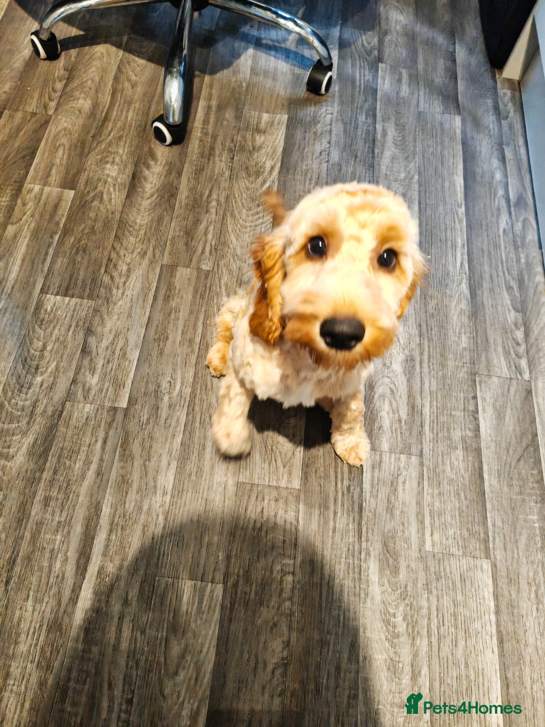 Cavapoo dogs for sale: REHOMING  - Advert 12