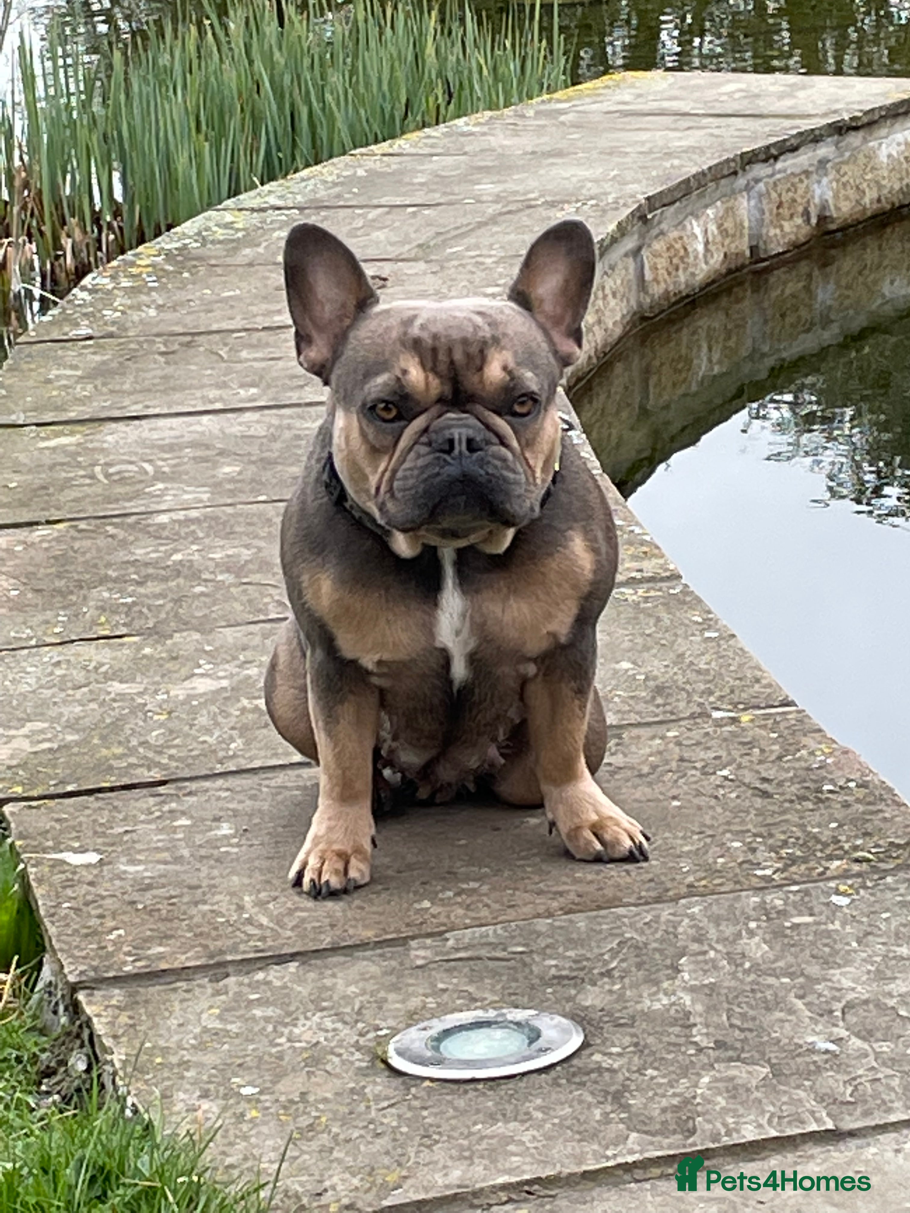 French Bulldog dogs Loving French Bulldog - Advert 6